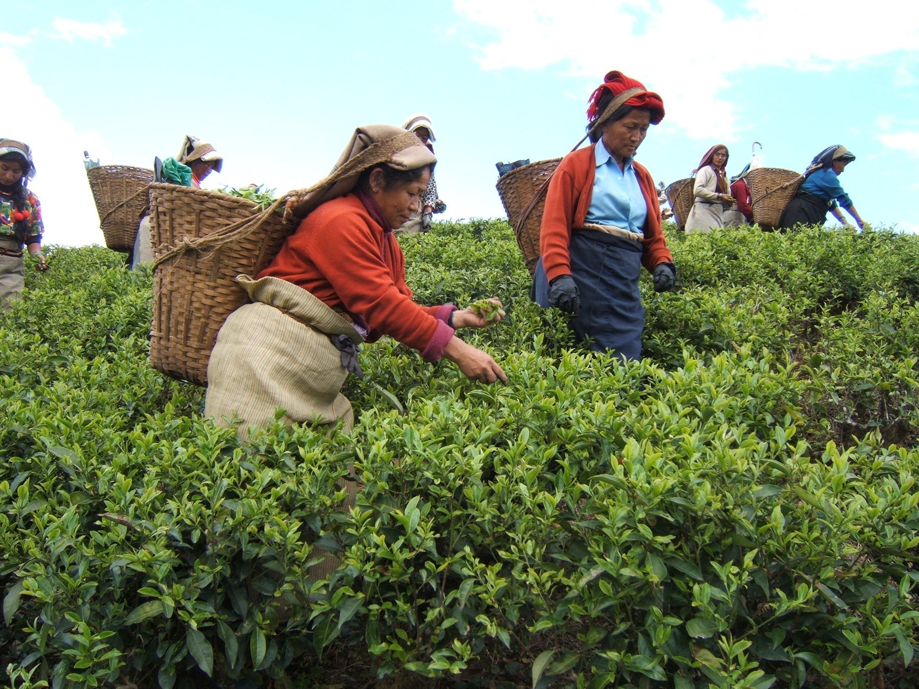 Tea Garden Image 4
