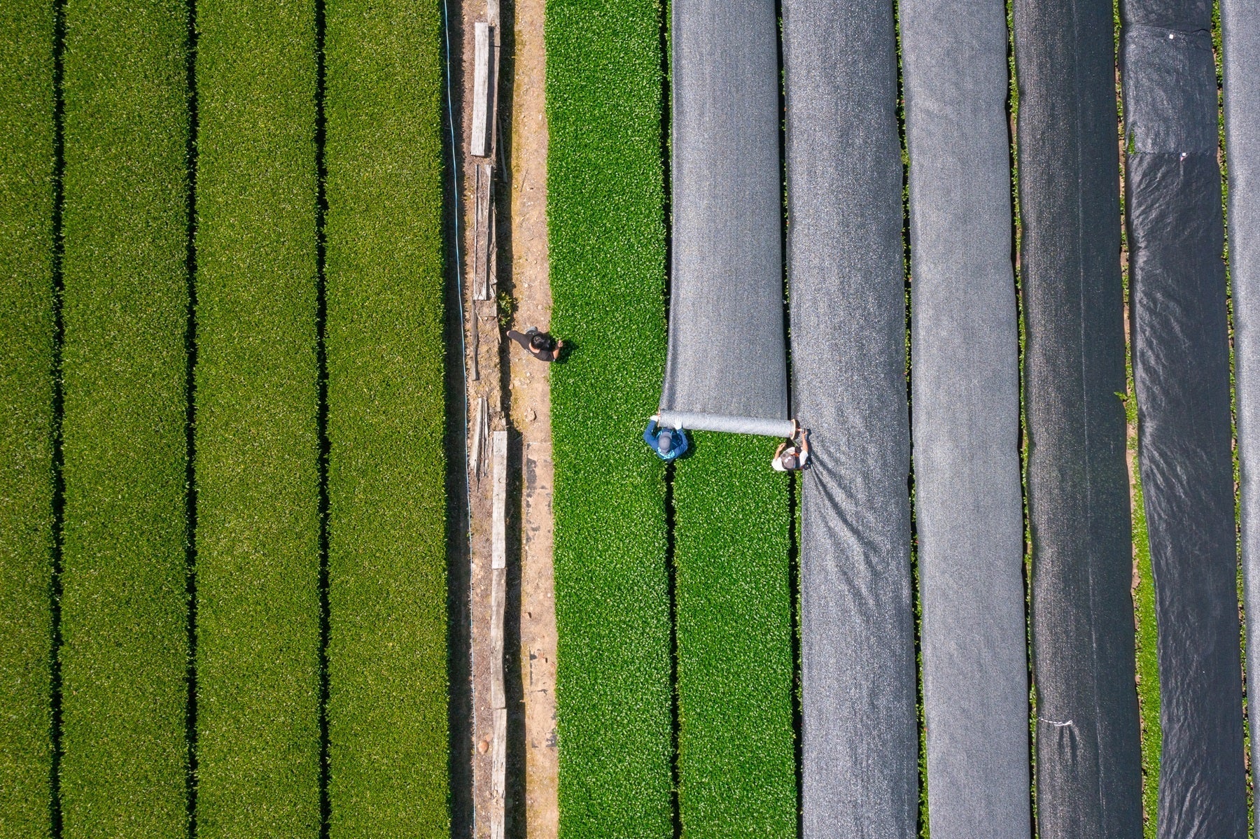 Tea Garden Image 2