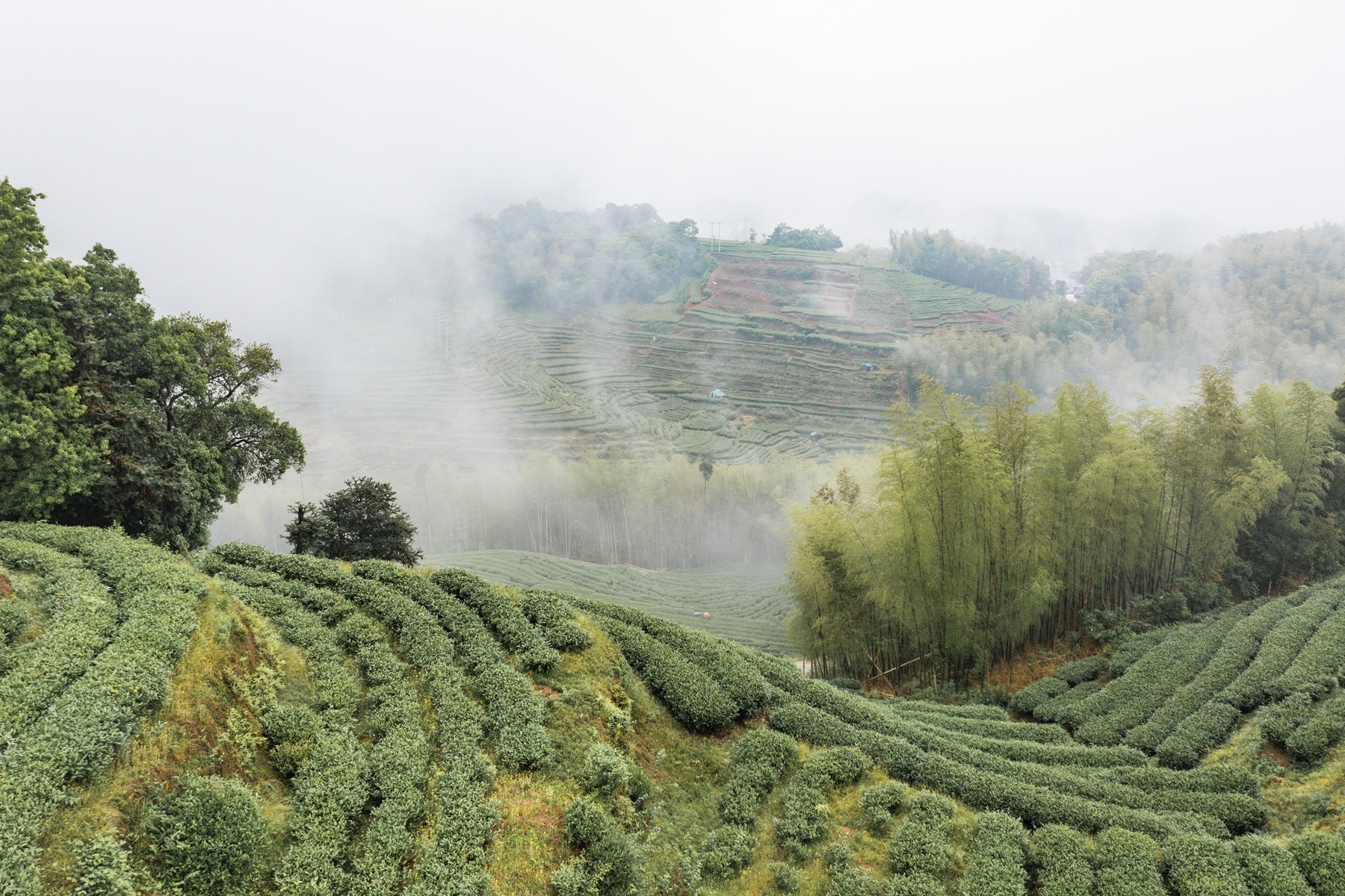Tea Garden Image 2