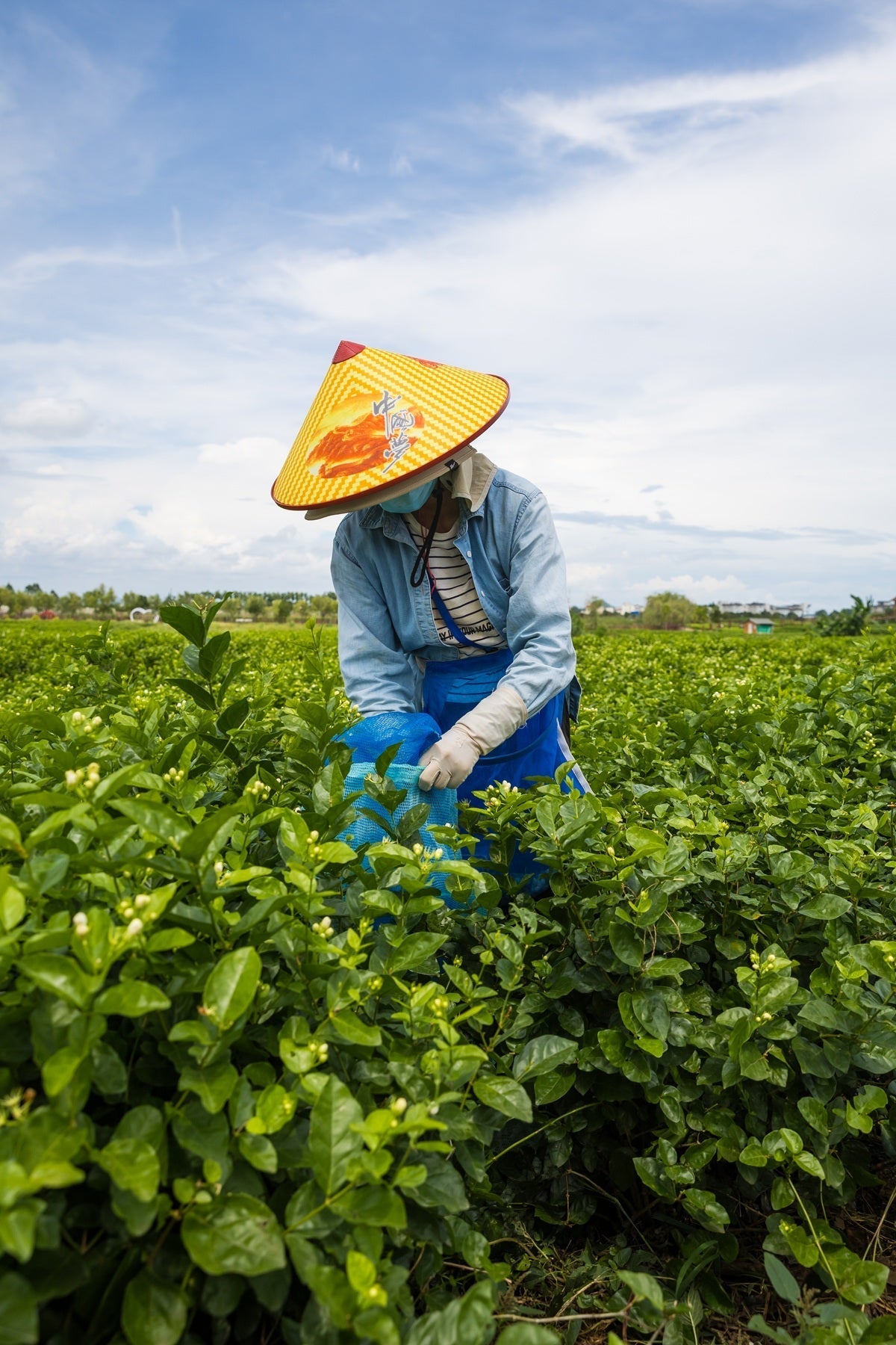 Tea Garden Image 4