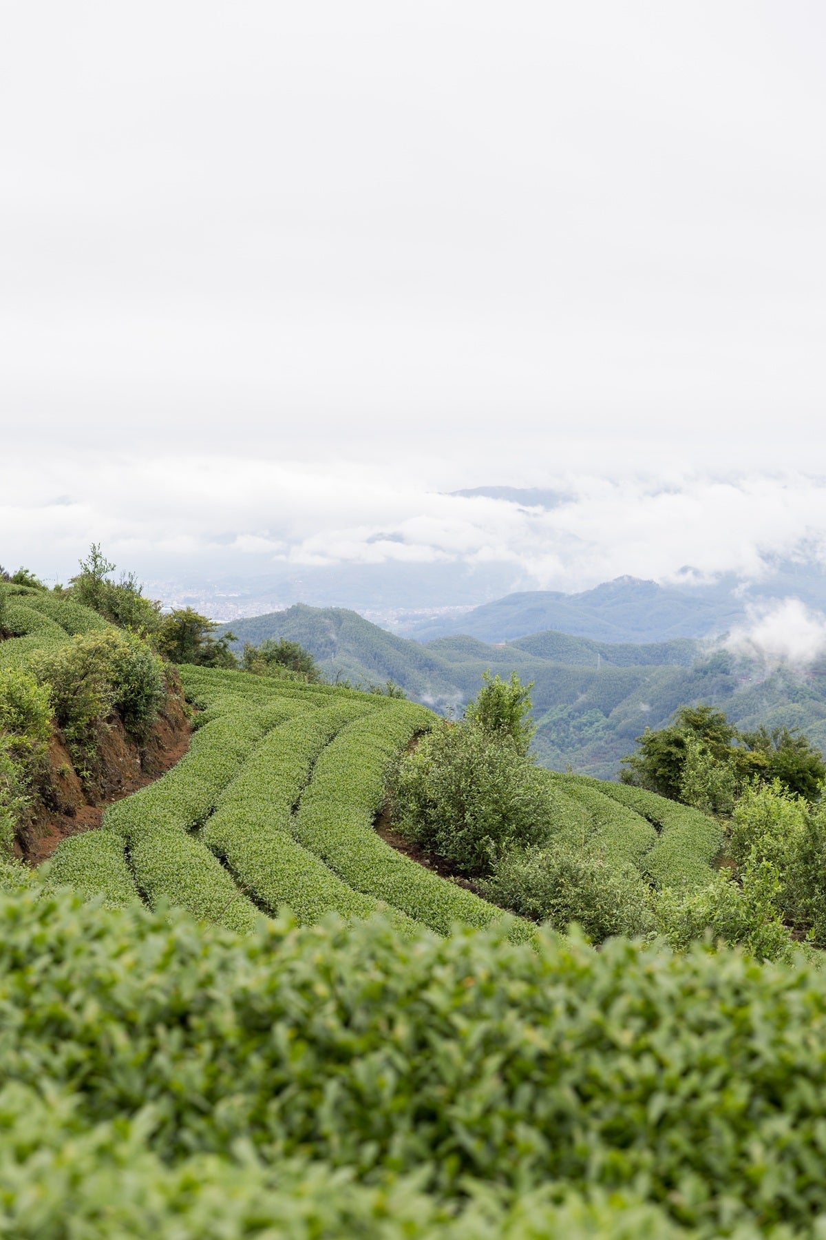 Tea Garden Image 1